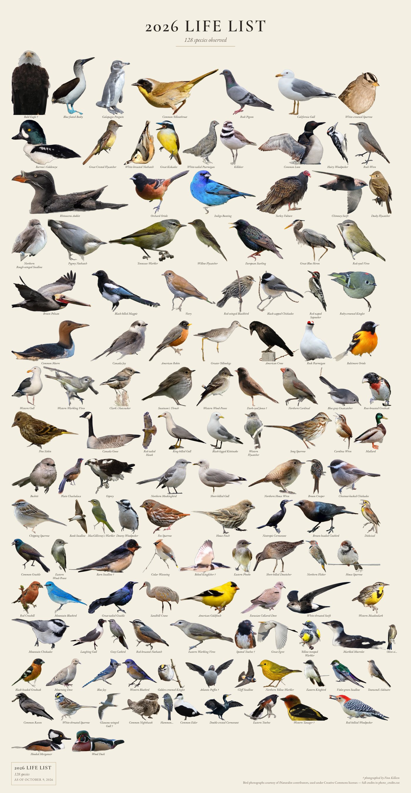 Finn's full life list poster showing 128 bird species