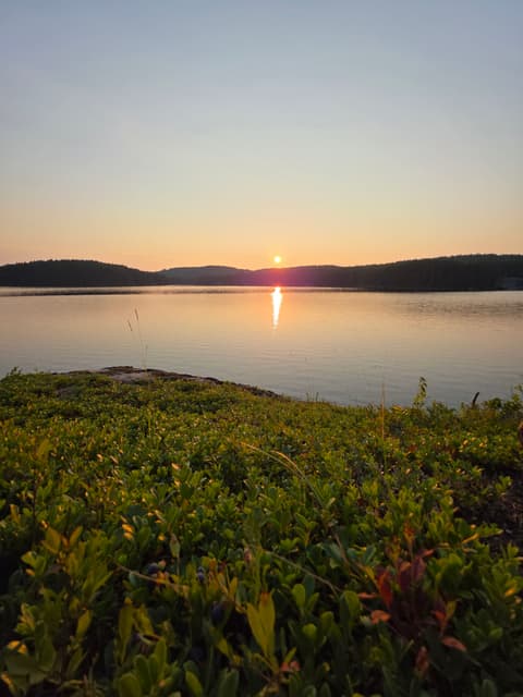 The sun setting over the lake beyond a patch of low shrubs