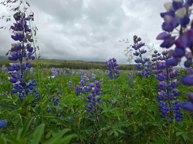 Purple lupines under grey skies