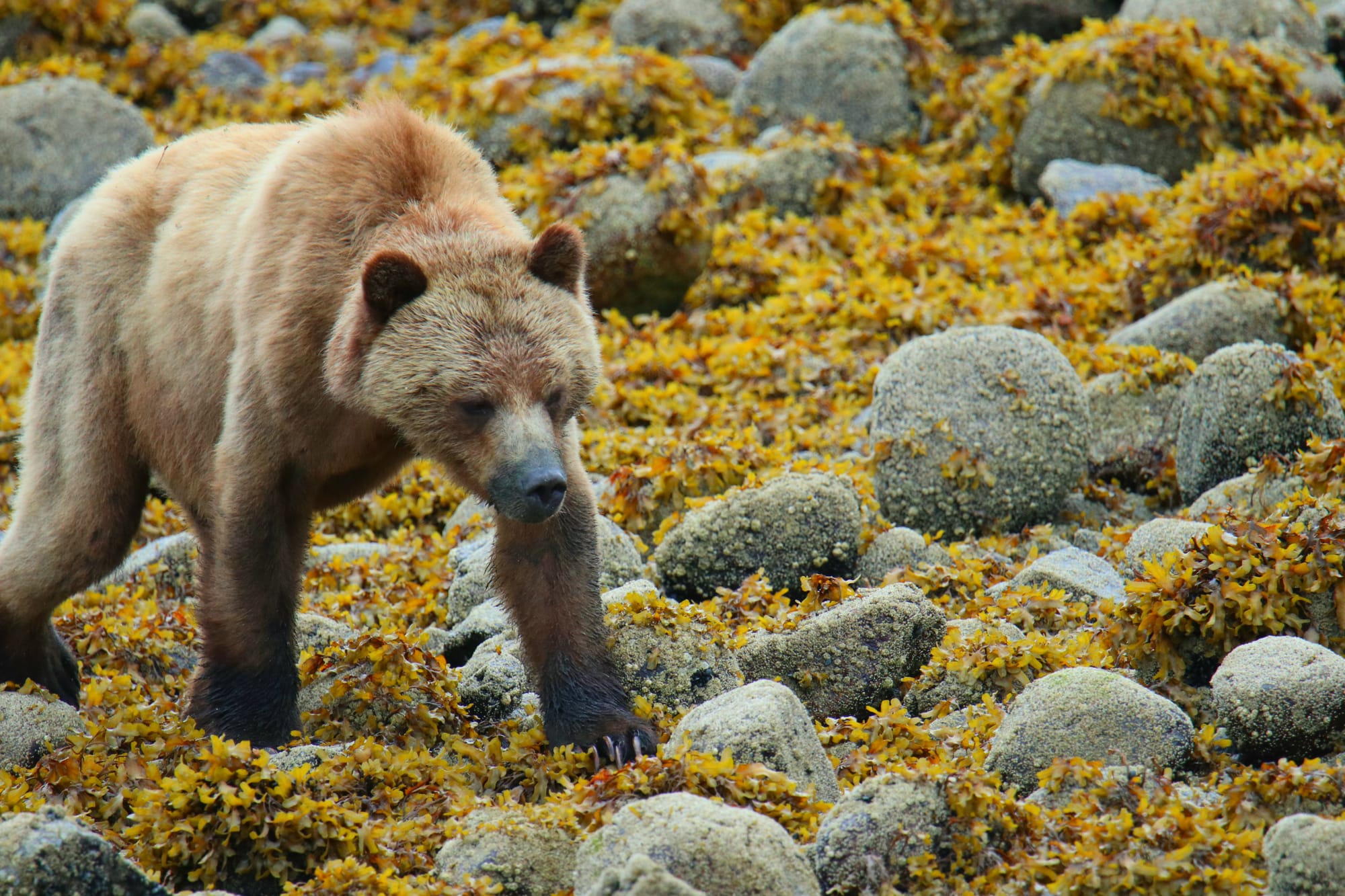 A grizzly bear walking across seaweed-covered rocks at low tide