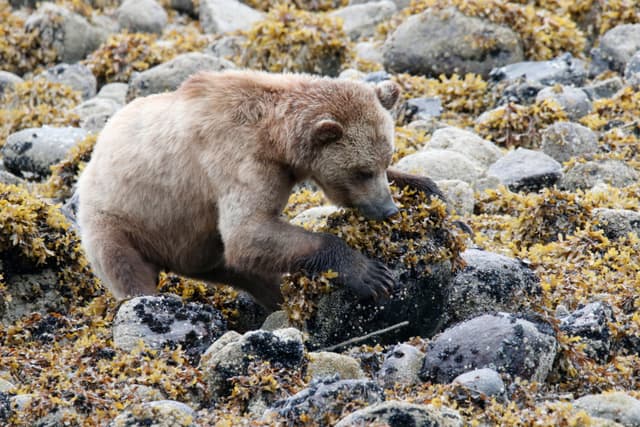 A young grizzly digging under seaweed-covered rocks
