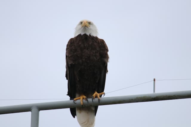 A Bald Eagle perched on a metal railing