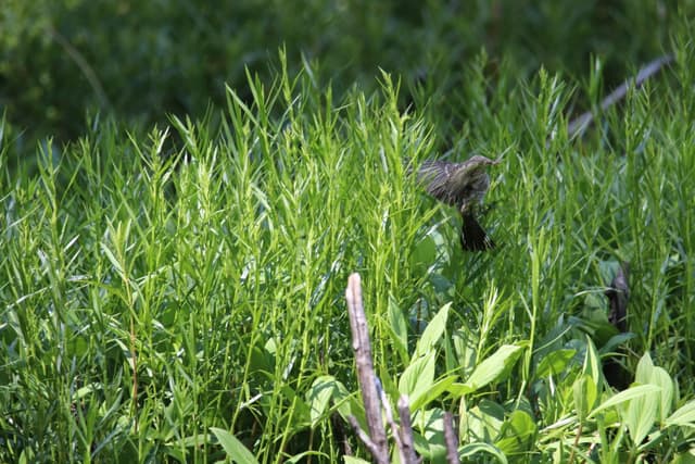 A small bird perched in tall green grass