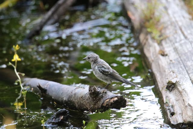 A small grey bird standing on a log in a stream