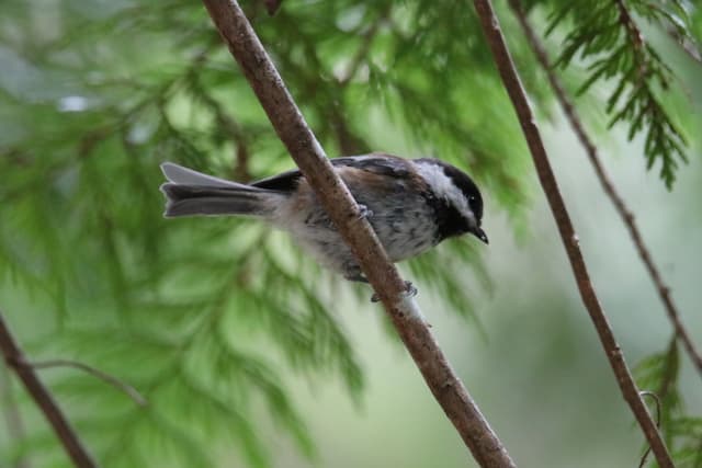 A Chestnut-backed Chickadee on a thin branch
