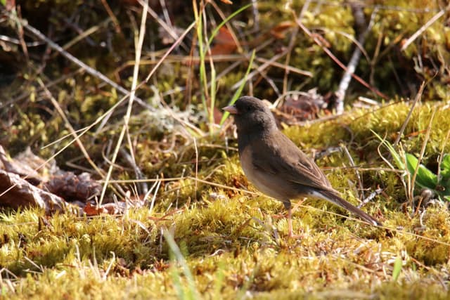 A Dark-eyed Junco on mossy ground