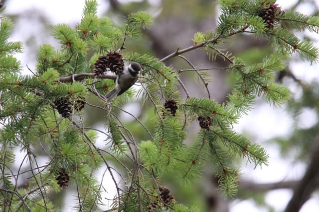 A Chestnut-backed Chickadee among cones