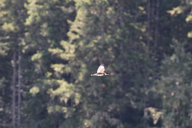 A Belted Kingfisher in flight against dark forest