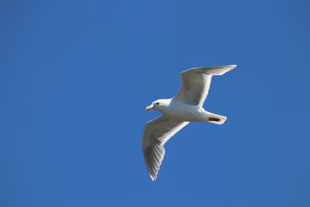 A Glaucous-winged Gull gliding against a blue sky