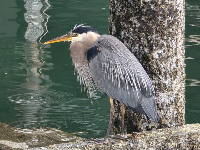A Great Blue Heron standing by a mossy post at the water’s edge