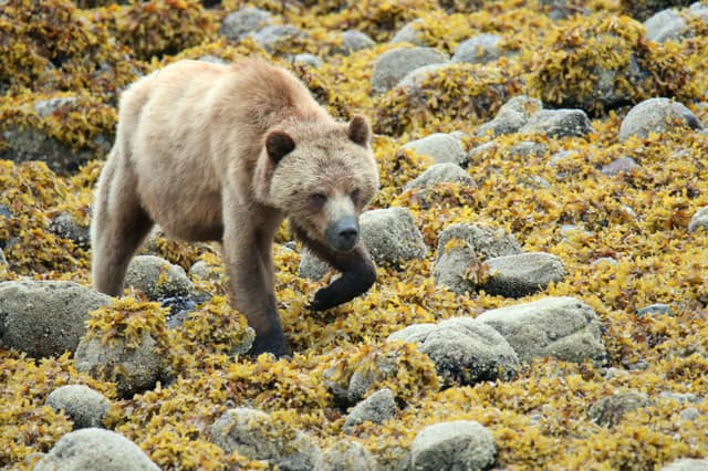A grizzly bear walking over seaweed-covered rocks