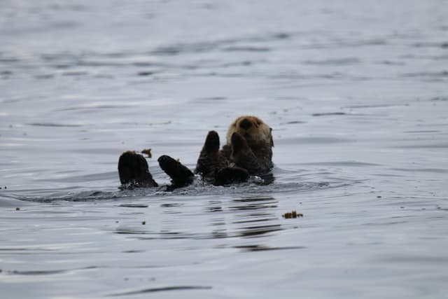 A sea otter floating on its back