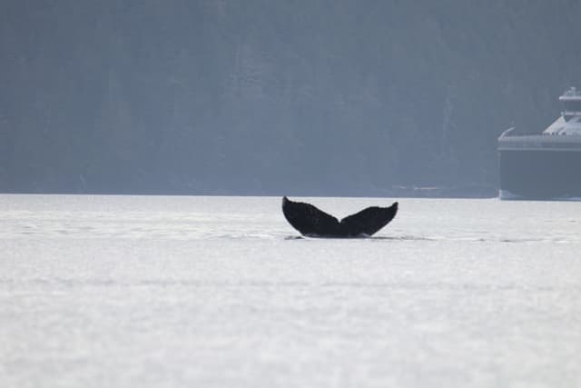 A humpback whale’s tail rising from the water