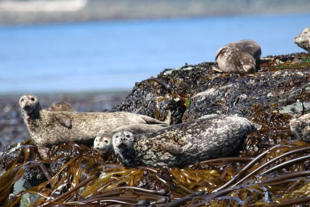 Harbor seals hauled out on kelp-covered rocks