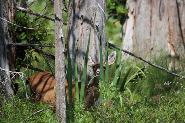 A spotted fawn lying in the grass between tree trunks