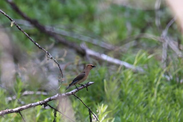 A Cedar Waxwing perched on a thin branch