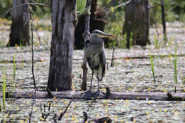 A Great Blue Heron standing in a flooded marsh among dead trees