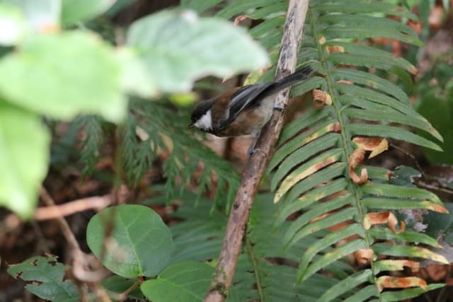 A Chestnut-backed Chickadee among ferns