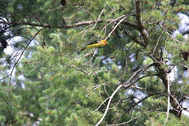 A Western Tanager deep in a pine tree