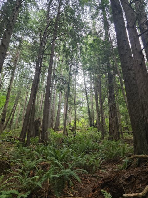 Tall cedar trunks rising out of a fern-covered forest floor