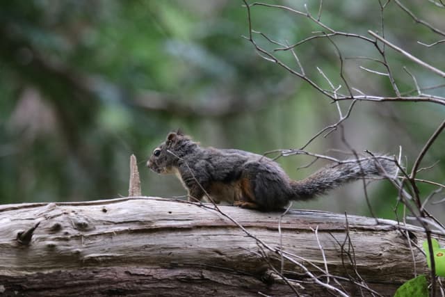 A squirrel on a mossy log