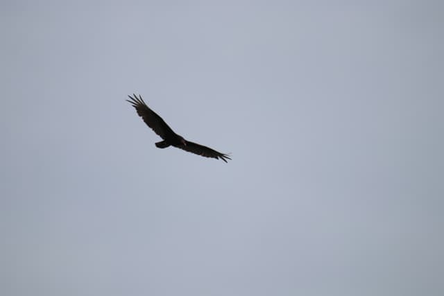 A Turkey Vulture soaring against a grey sky