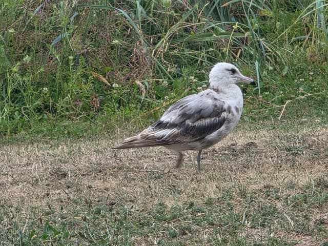 A young gull standing in dry grass
