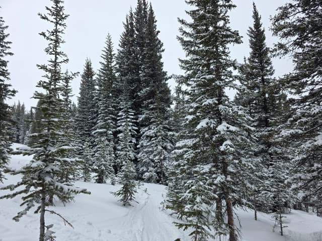 Snow-loaded pine trees