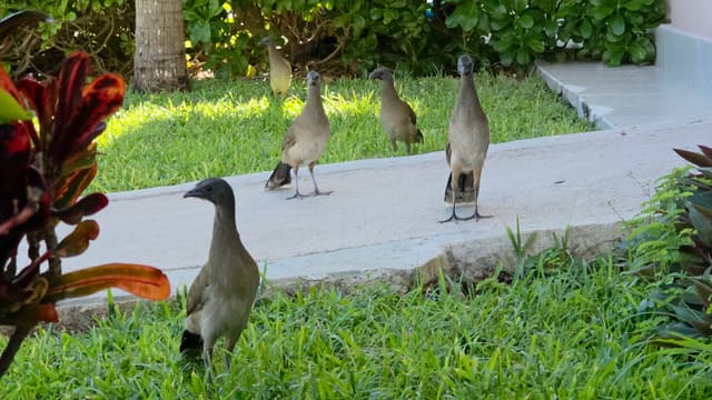 A group of brown birds strutting across a resort lawn