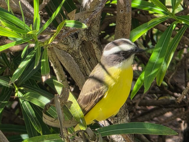 A Great Kiskadee with a yellow belly perched in green leaves